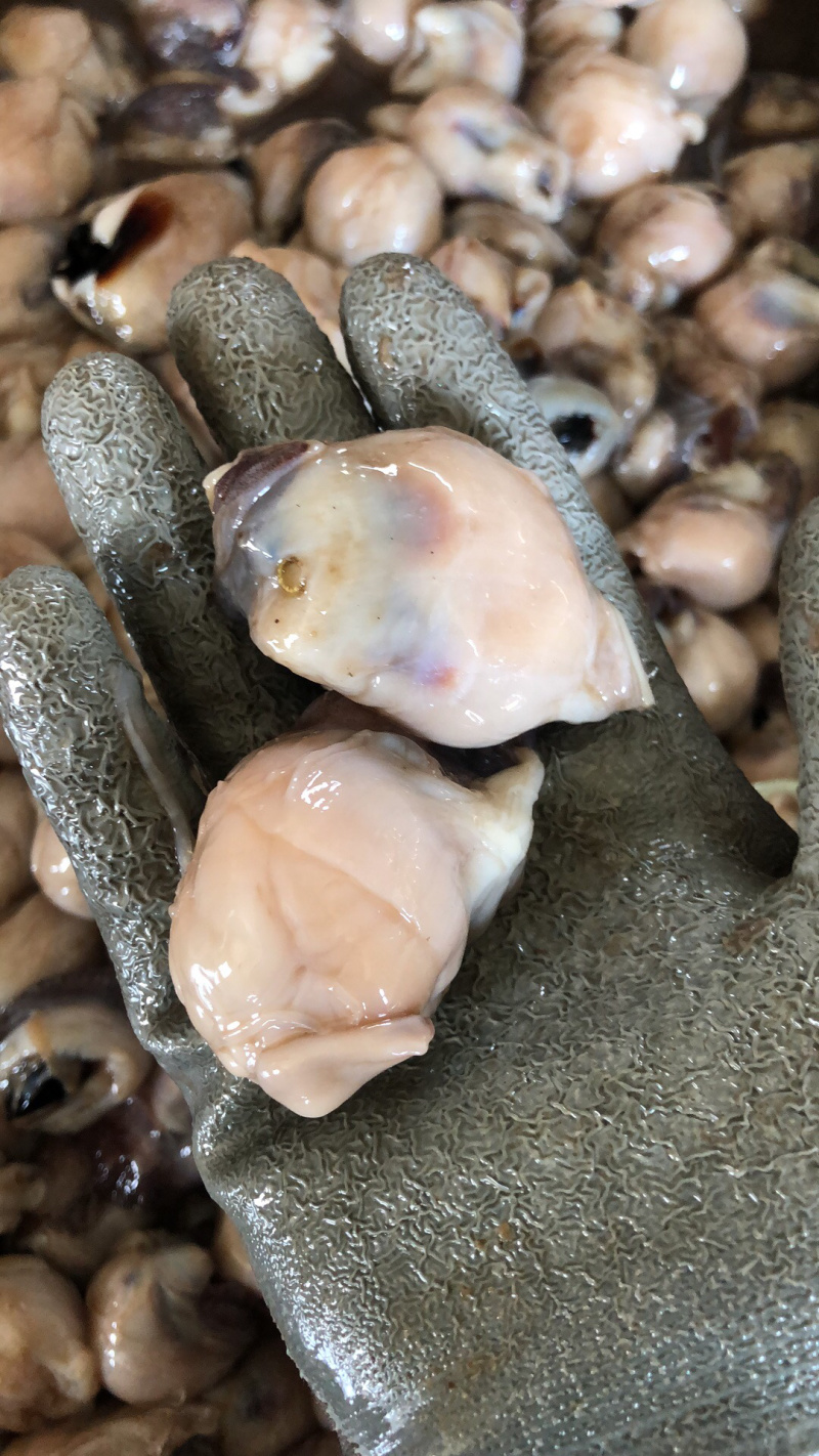鱿鱼