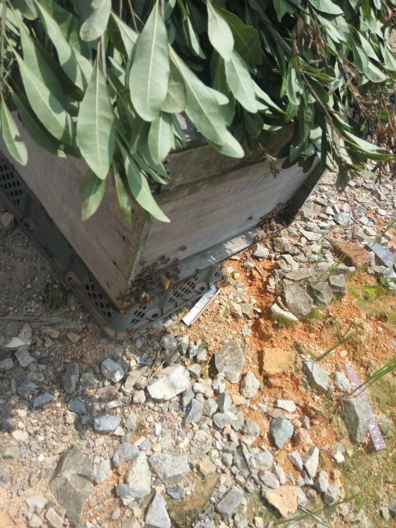 中华蜜蜂，中国人自己的土蜜蜂，养殖场直销