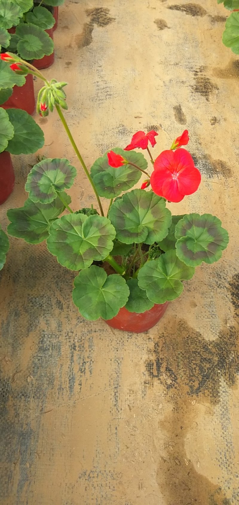 花卉盆景，质量保障，价格美丽。大量现货，一手货源