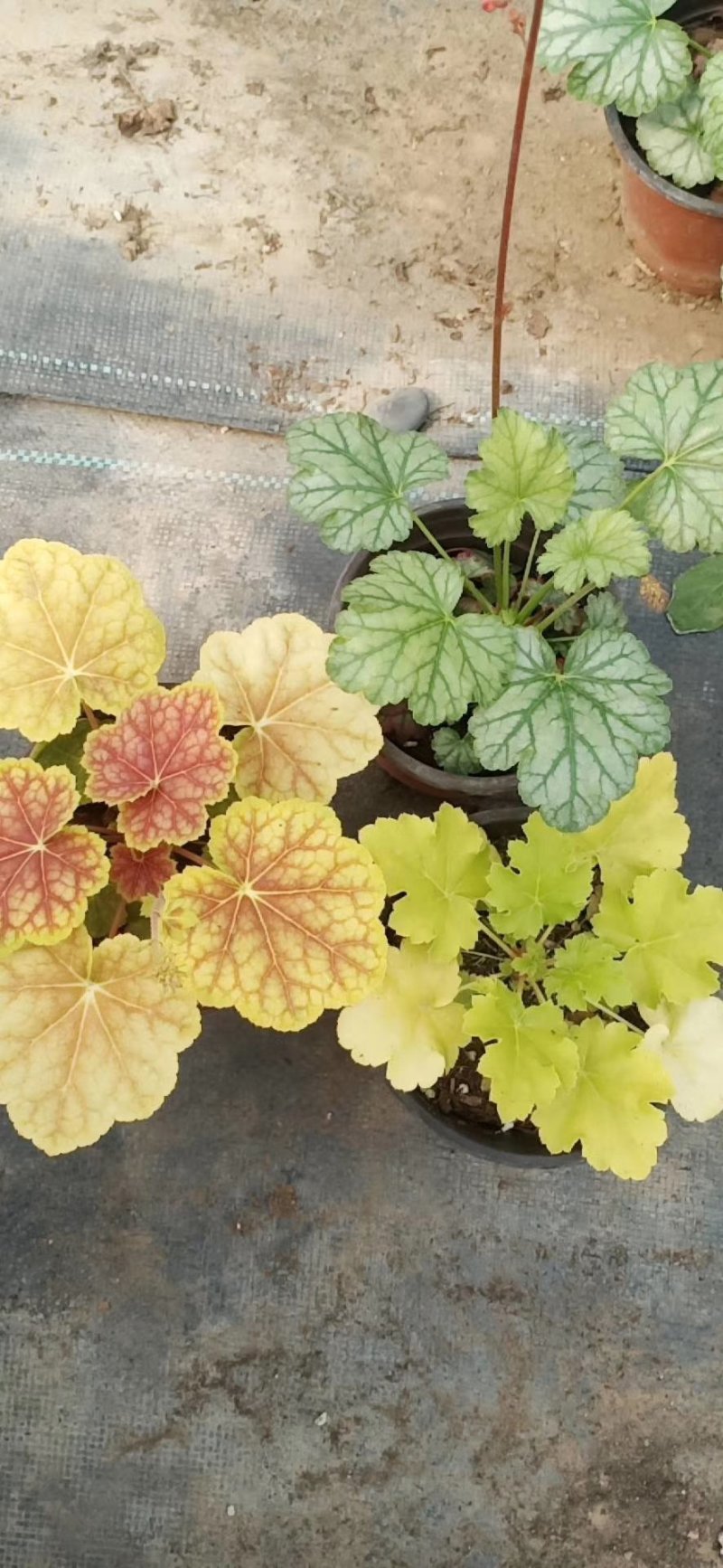 花卉盆景，质量保障，价格美丽。大量现货，一手货源