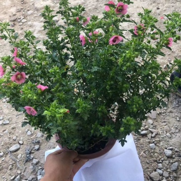 花卉盆景，质量保障，价格美丽。大量现货，一手货源