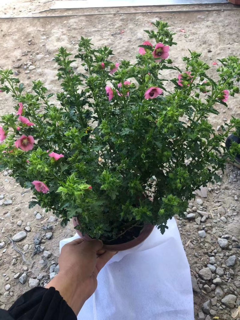 花卉盆景，质量保障，价格美丽。大量现货，一手货源