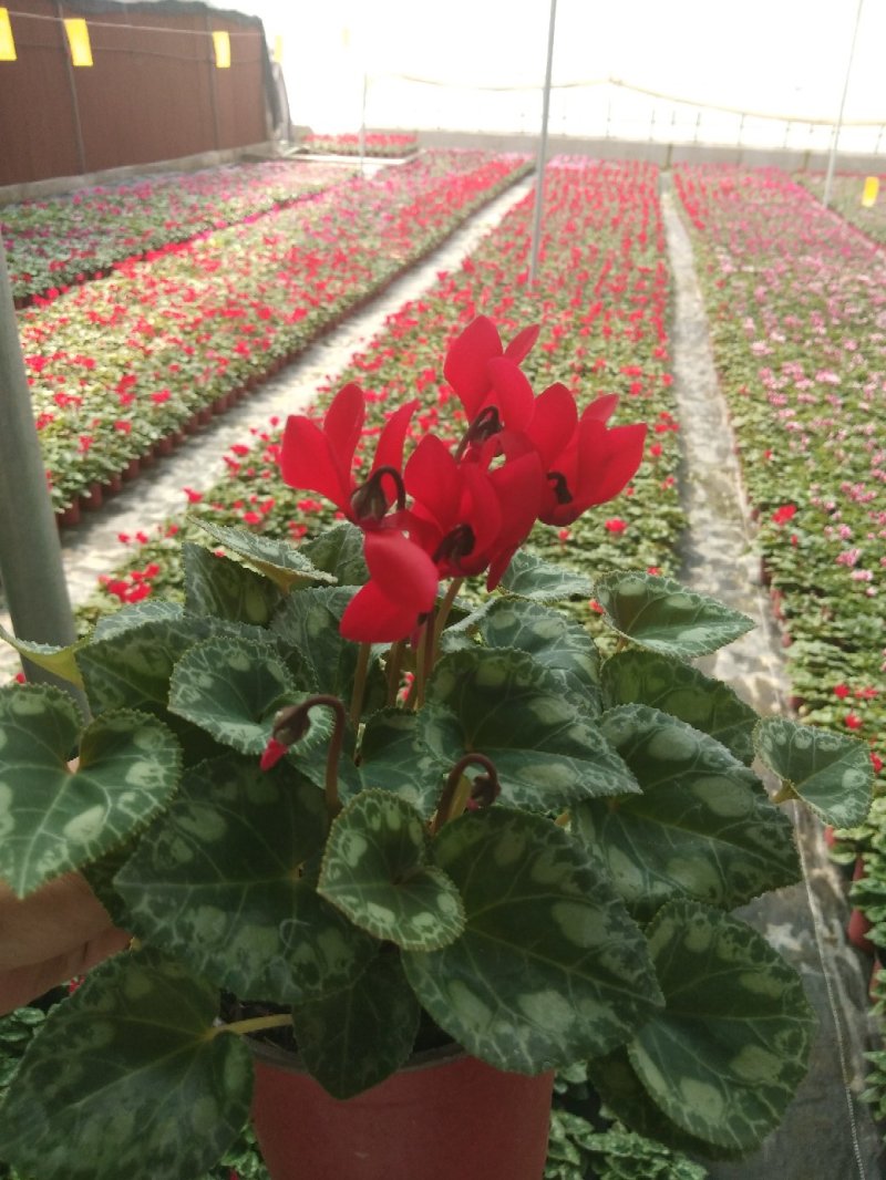 仙客来，基地自产一手货源，质量保障，诚信经营