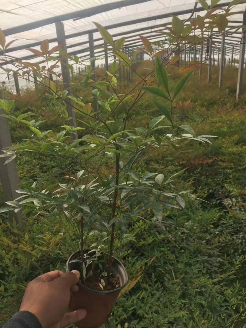 火焰南天竹，南天竹，基地直销，常年销售各种绿化苗木