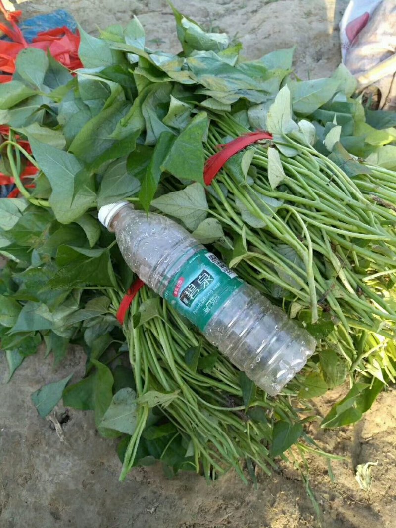 西瓜红红薯苗基地现挖现发成活率高根系发达可视频看货