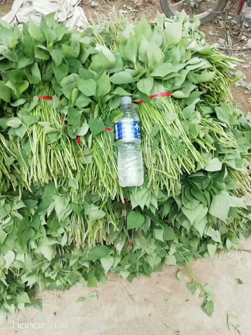 西瓜红红薯苗基地现挖现发成活率高根系发达可视频看货