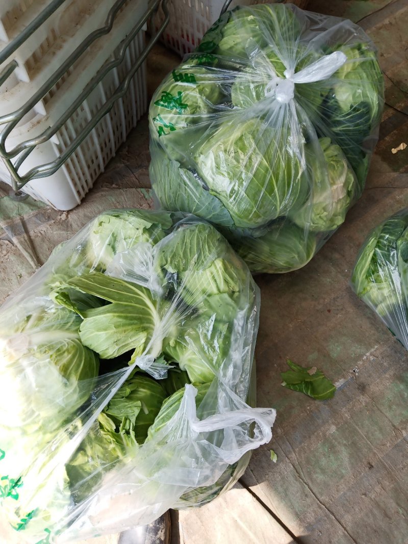 湖北天门甘蓝扁包菜大量供应1.5-3斤欢迎垂询
