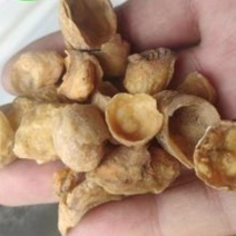羊蹄甲，产地直供，道地药材，药典标准支持线上交易保障
