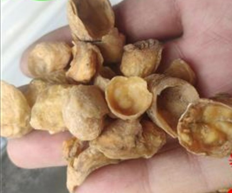 羊蹄甲，产地直供，道地药材，药典标准支持线上交易保障