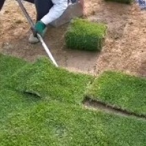 草坪，台湾青，马尼拉草大量供应