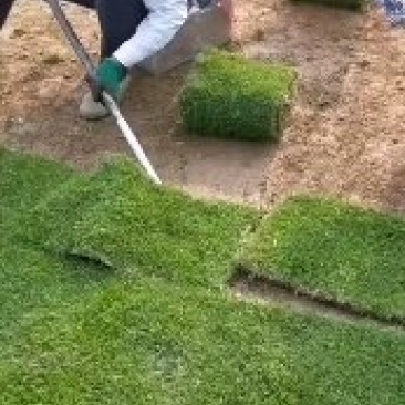 草坪，台湾青，马尼拉草大量供应