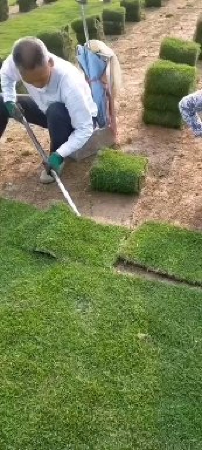 草坪，台湾青，马尼拉草大量供应