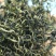 蒲公英花茶清热花茶批发一件代发