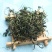 蒲公英花茶清热花茶批发一件代发