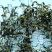 蒲公英花茶清热花茶批发一件代发