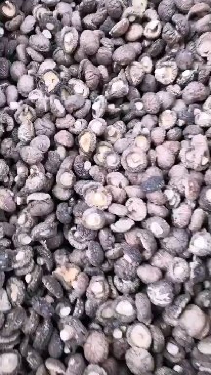 南阳精品干香菇/源头厂家一件代发2.5优质干香菇