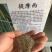 花草牧草草坪种子