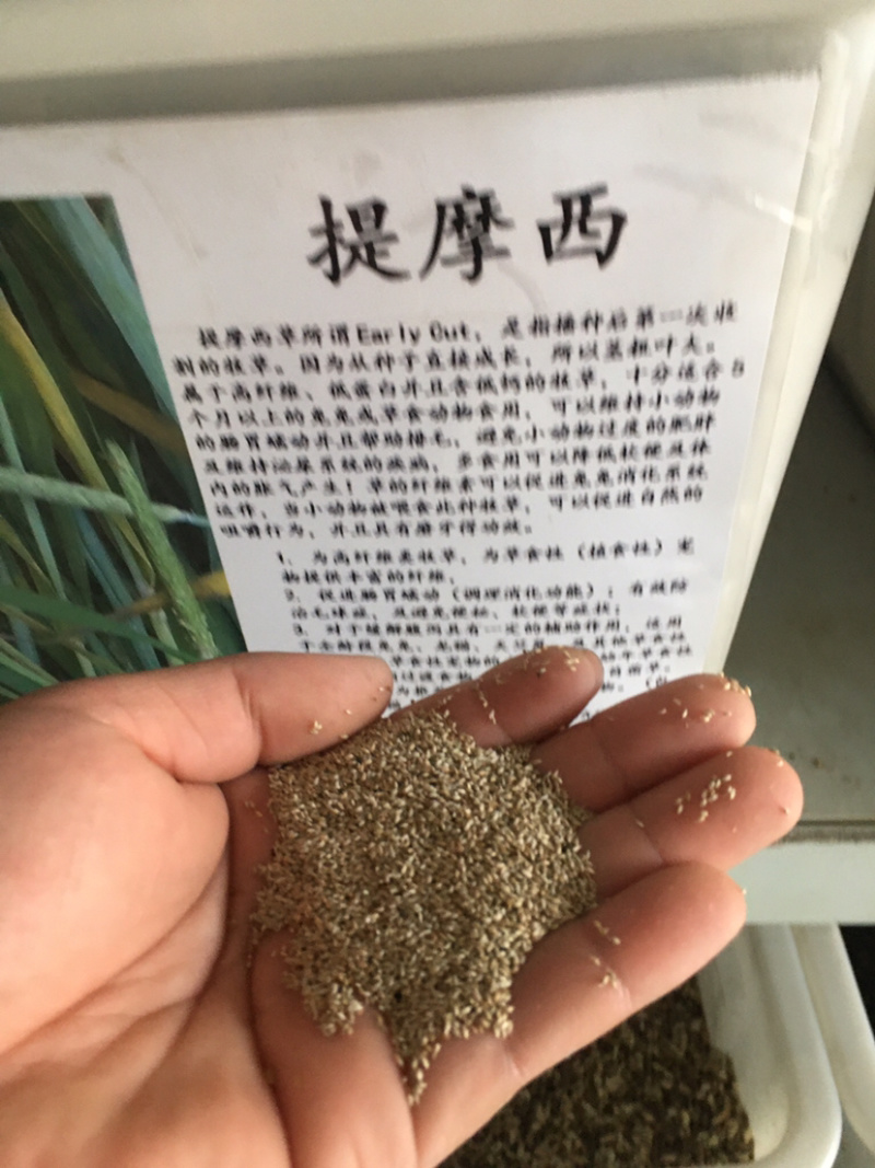 花草牧草草坪种子