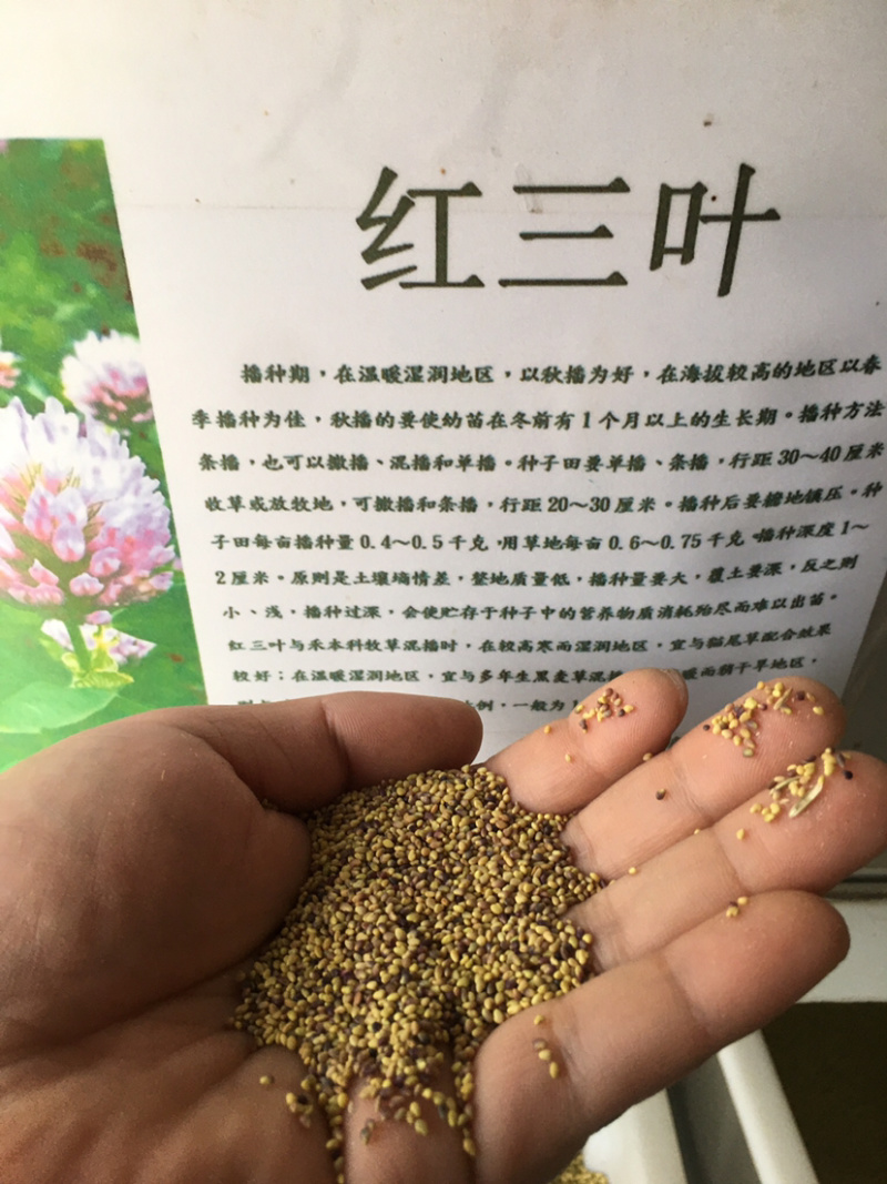 花草牧草草坪种子