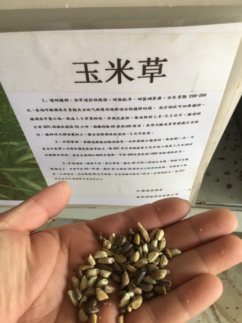 花草牧草草坪种子
