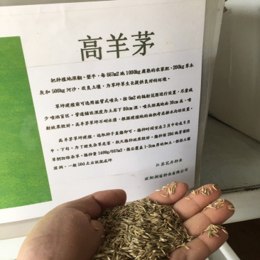 花草牧草草坪种子