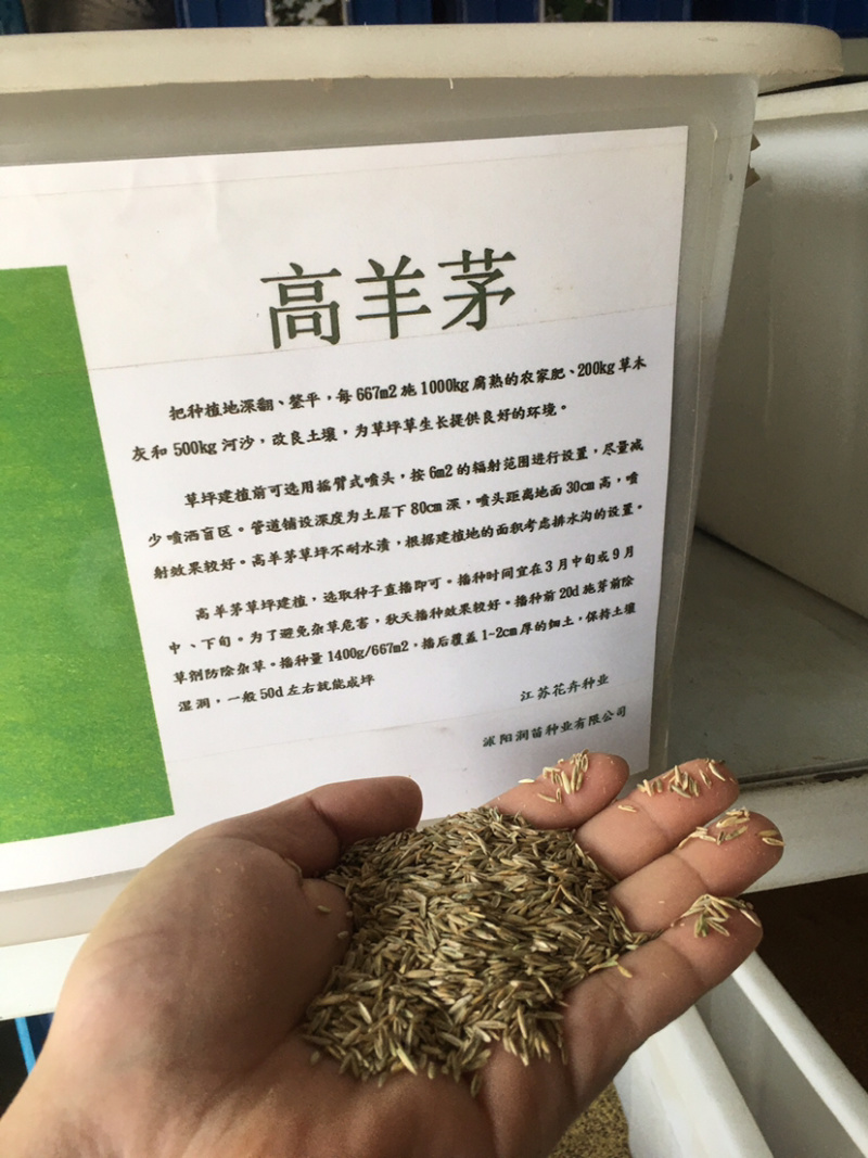 花草牧草草坪种子