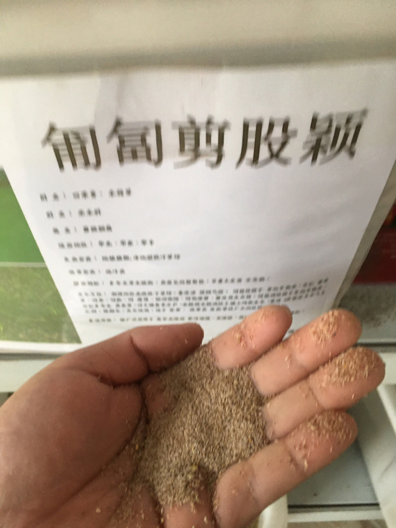 花草牧草草坪种子