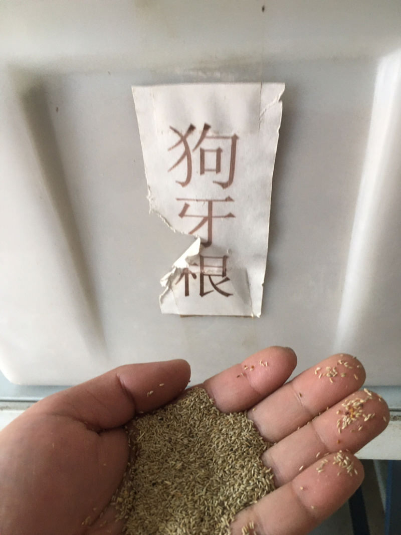 花草牧草草坪种子