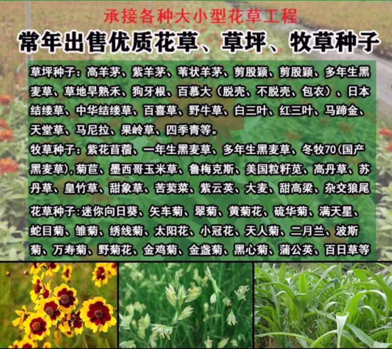 花草牧草草坪种子