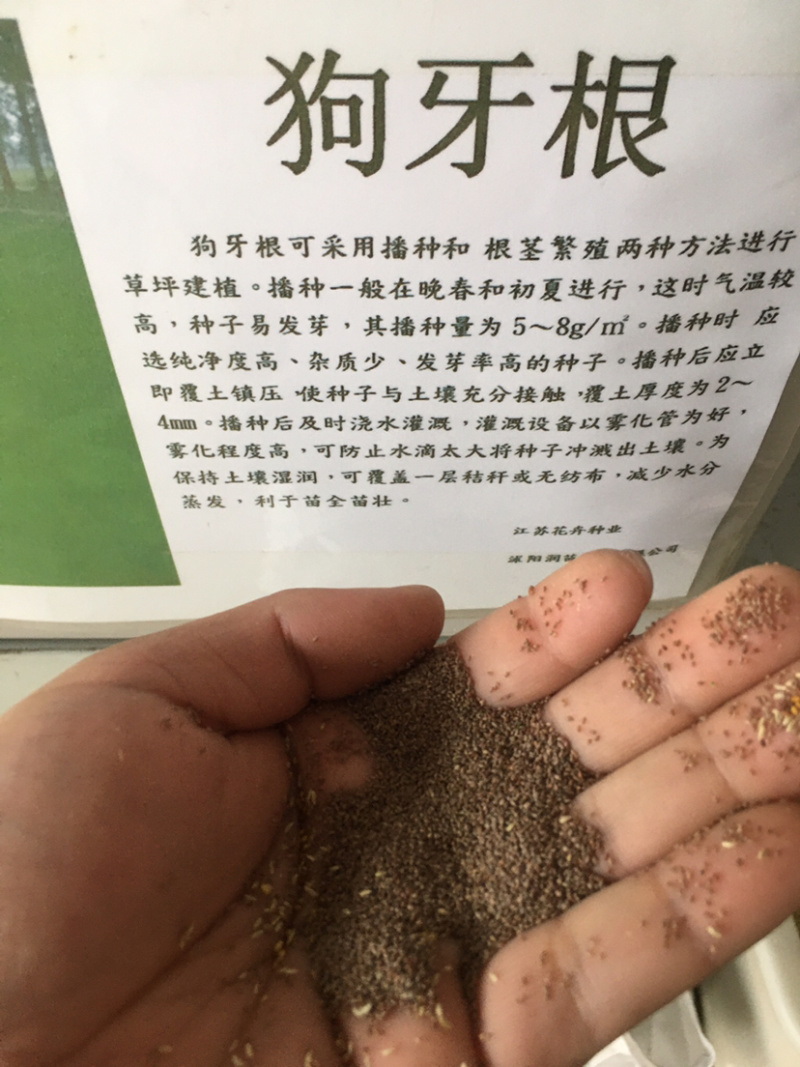 花草牧草草坪种子