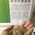 花草牧草草坪种子