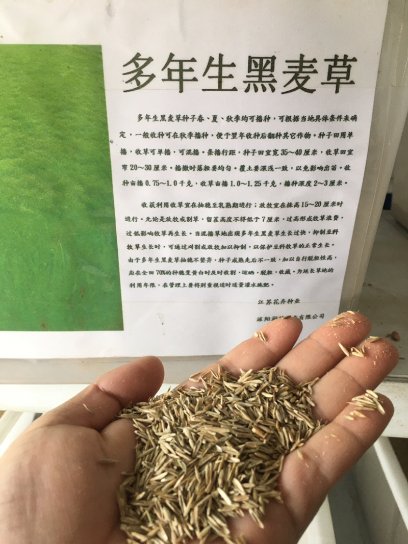 花草牧草草坪种子