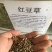 花草牧草草坪种子