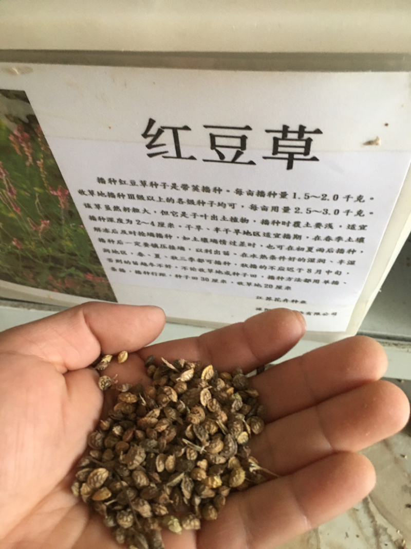 花草牧草草坪种子