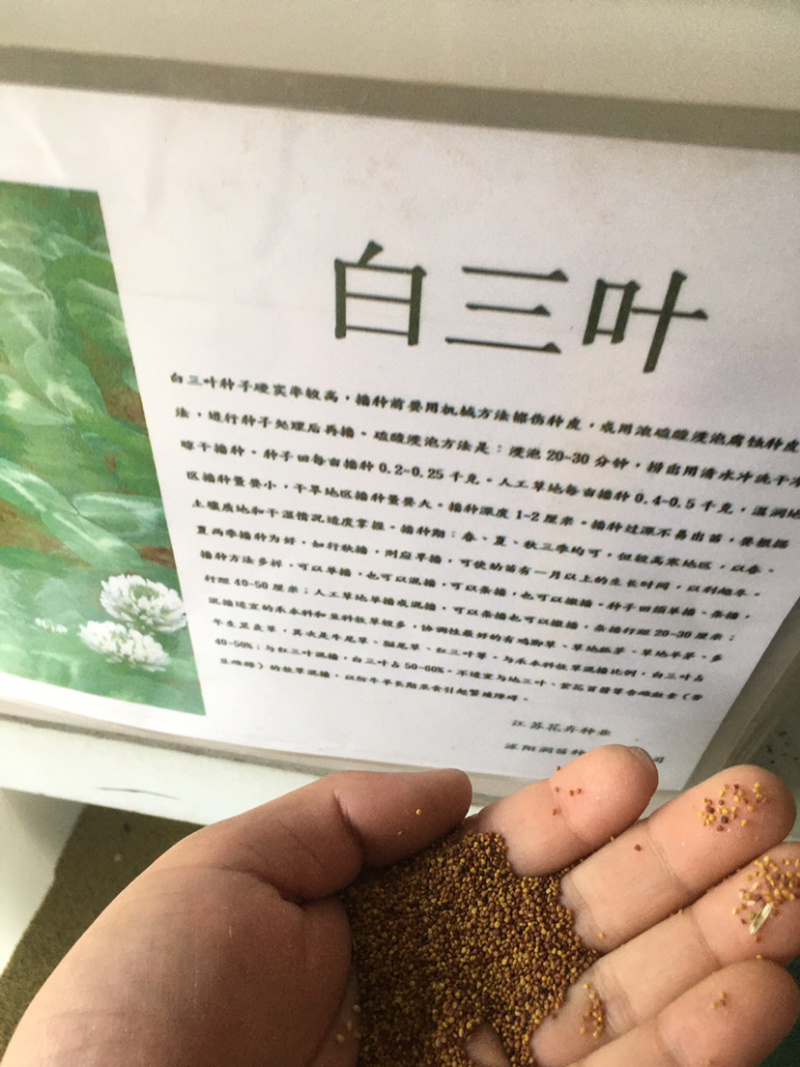 花草牧草草坪种子