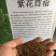 花草牧草草坪种子