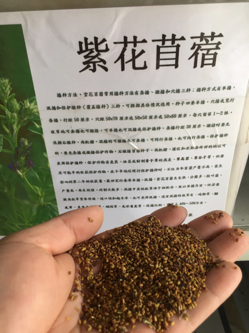 花草牧草草坪种子