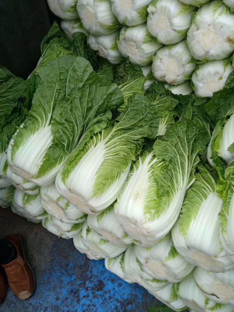 华州区精品春秋菊大白菜开始上市欢迎咨询选购支持视频看货