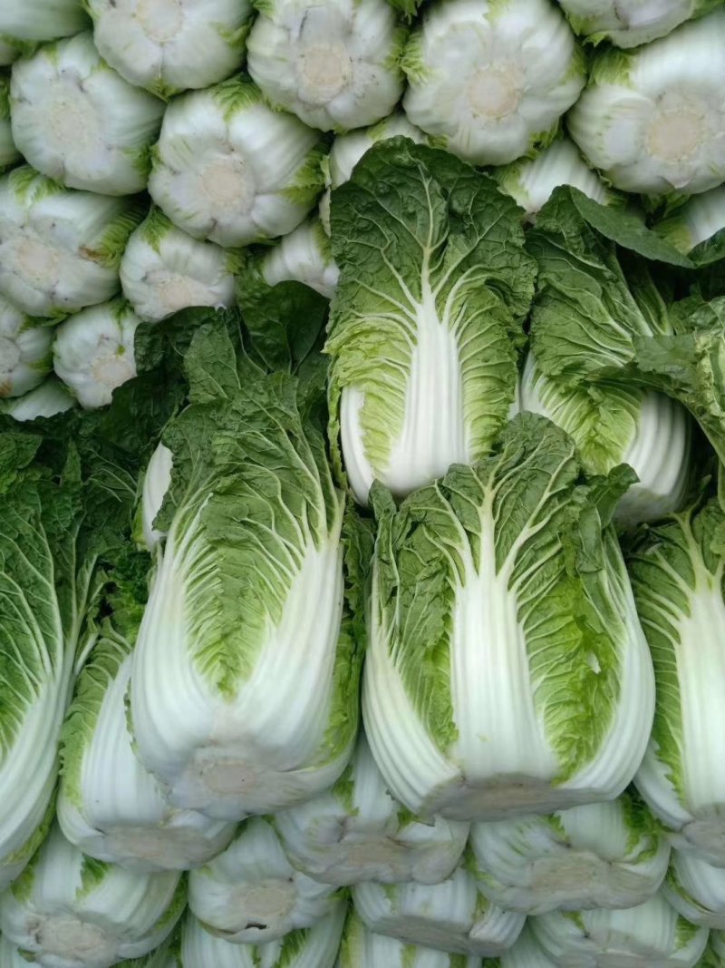 华州区精品春秋菊大白菜开始上市欢迎咨询选购支持视频看货