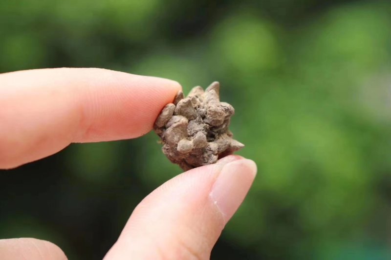 种植猫爪草性温味甘食用作用多支持批发一件代发
