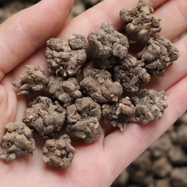 种植猫爪草性温味甘食用作用多支持批发一件代发