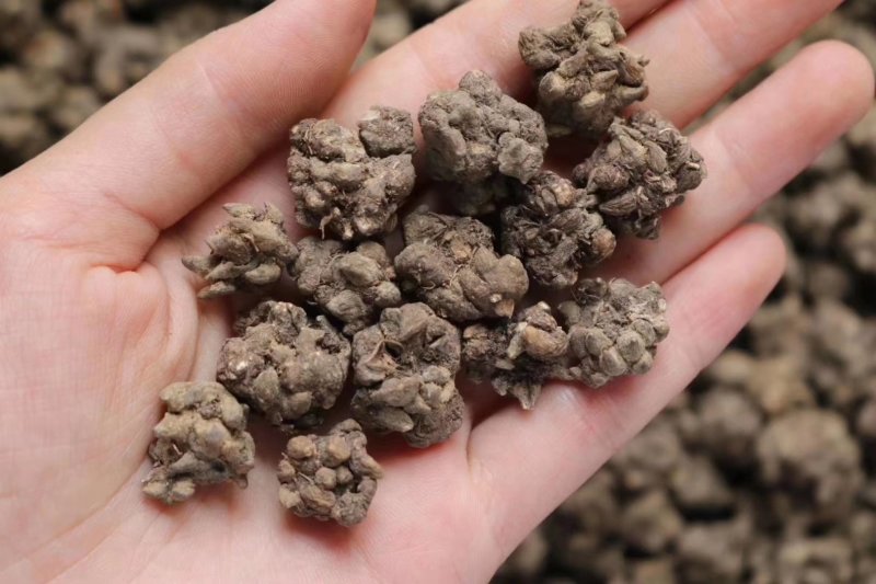 种植猫爪草性温味甘食用作用多支持批发一件代发
