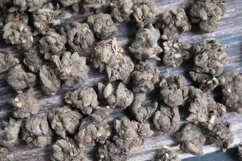 种植猫爪草性温味甘食用作用多支持批发一件代发