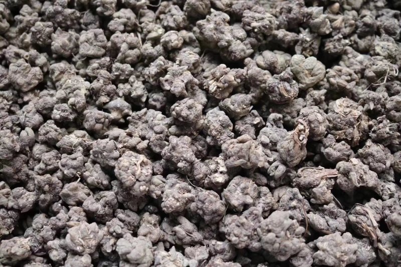 种植猫爪草性温味甘食用作用多支持批发一件代发