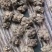 种植猫爪草性温味甘食用作用多支持批发一件代发