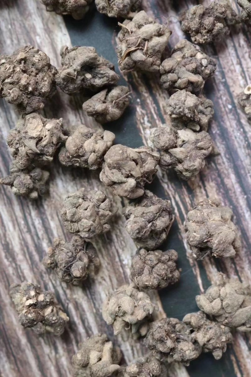 种植猫爪草性温味甘食用作用多支持批发一件代发
