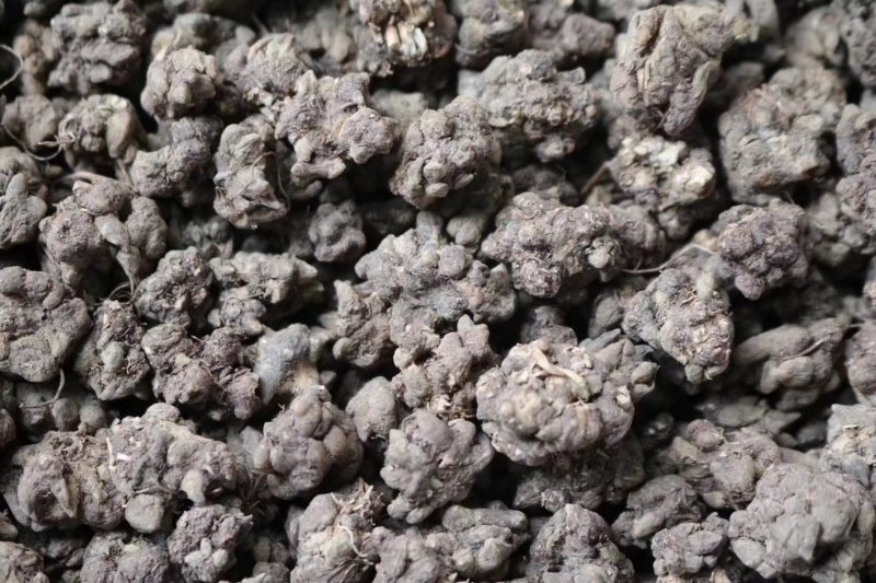 种植猫爪草性温味甘食用作用多支持批发一件代发