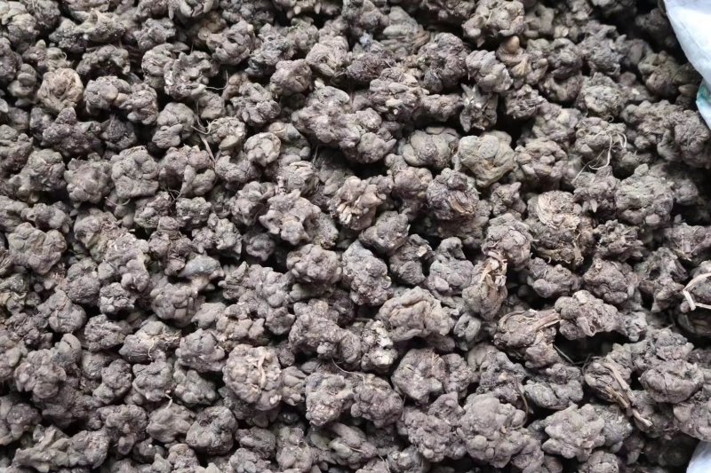 种植猫爪草性温味甘食用作用多支持批发一件代发
