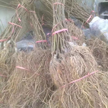 果树苗