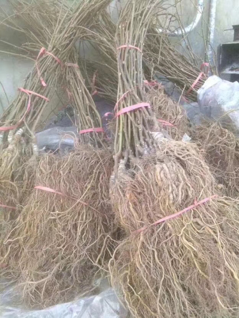 果树苗